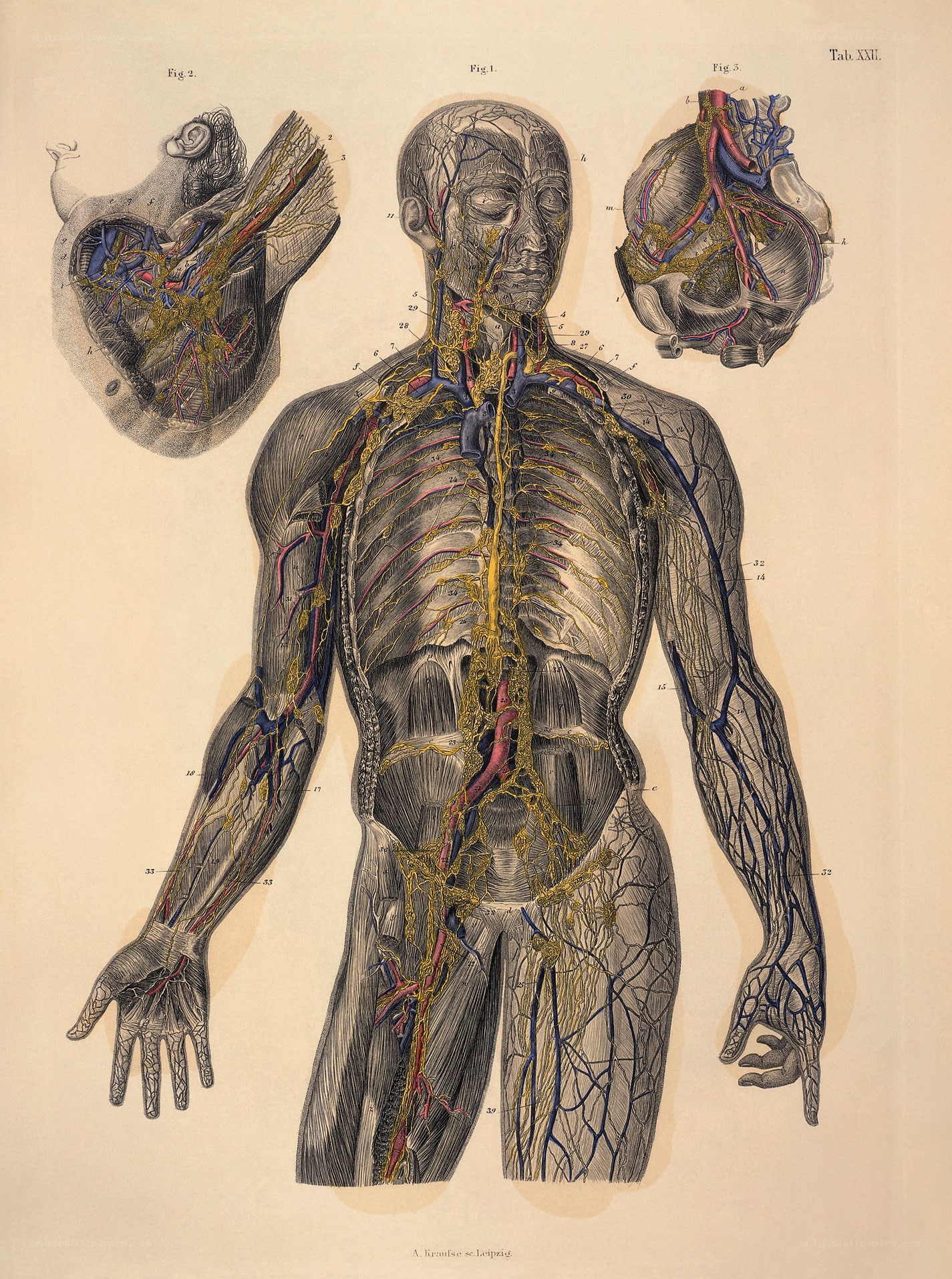 Human circulatory system anatomy