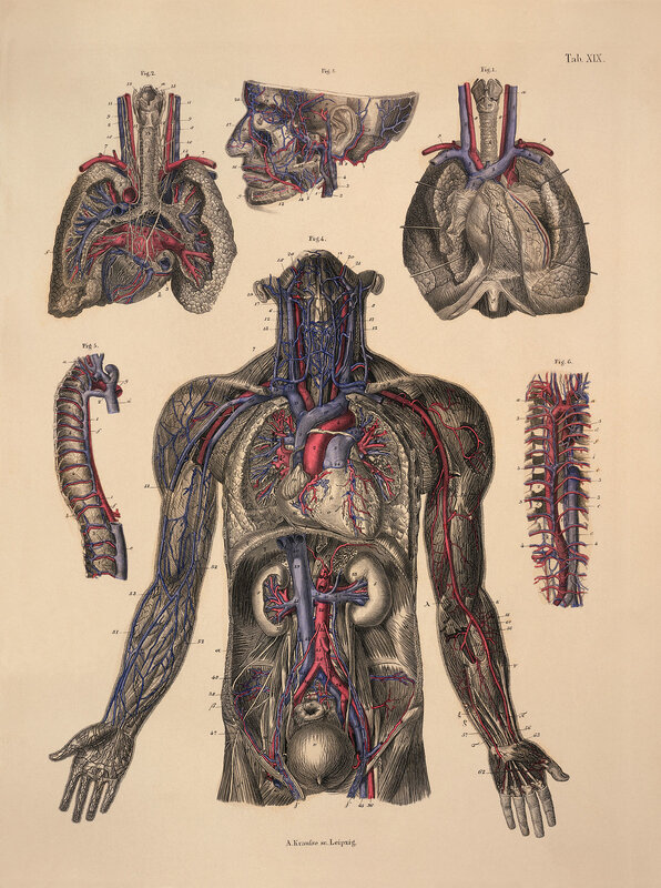 Human circulatory system anatomy