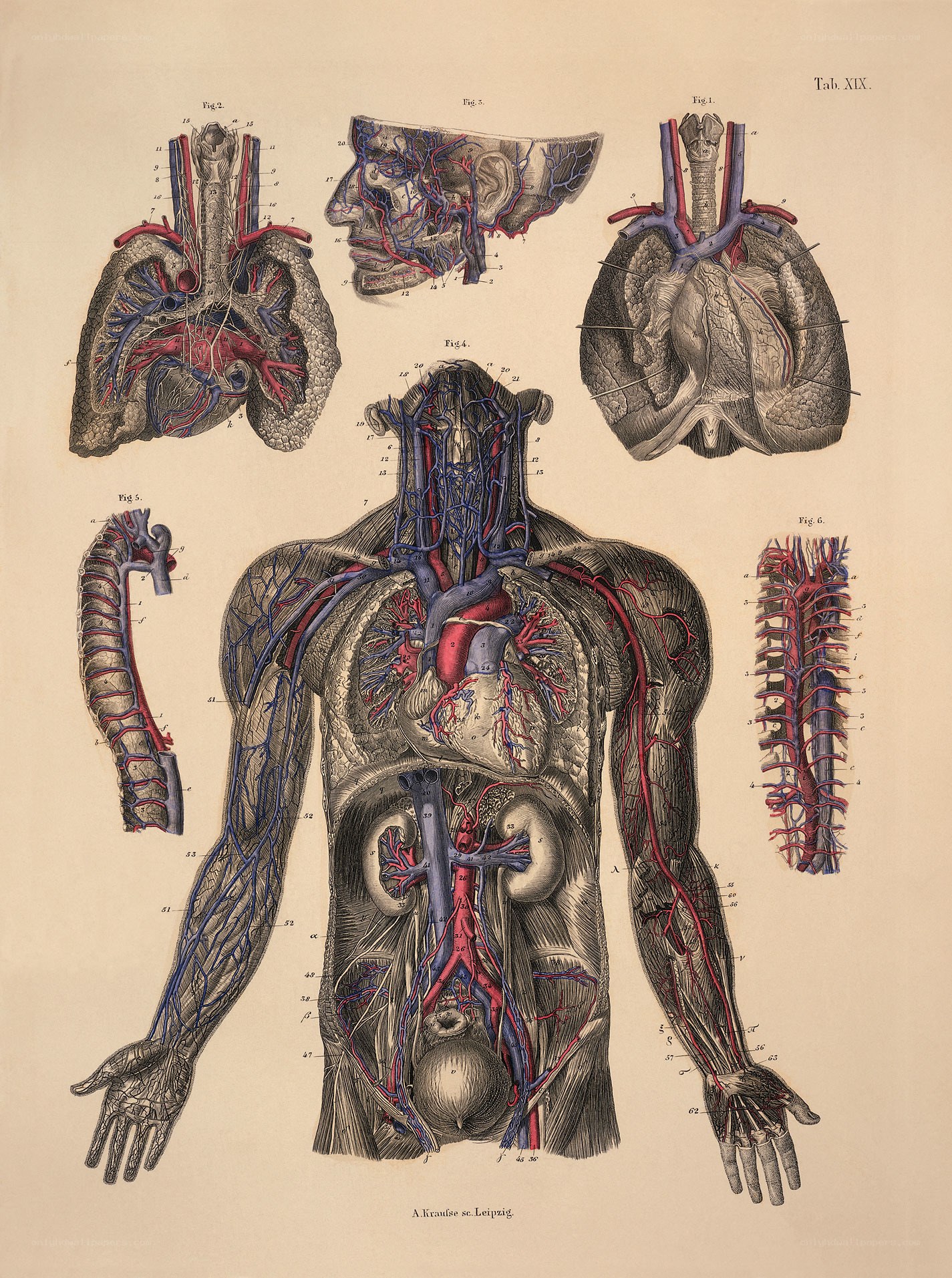 Human circulatory system anatomy