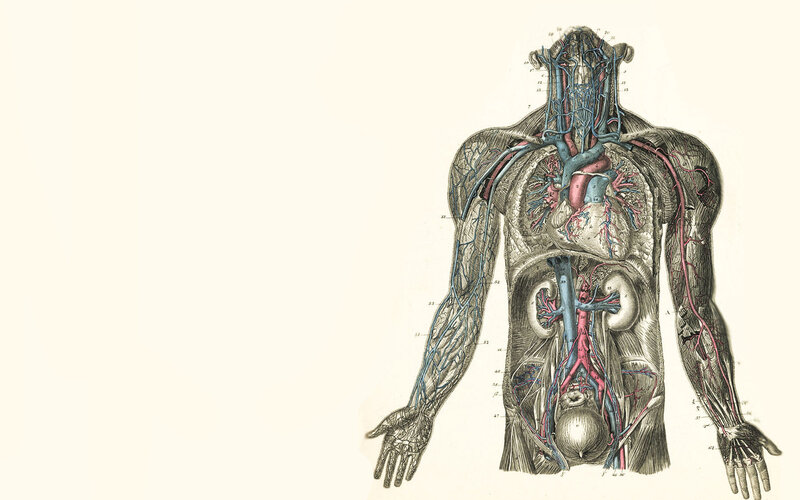 Human Circulatory System — Blue