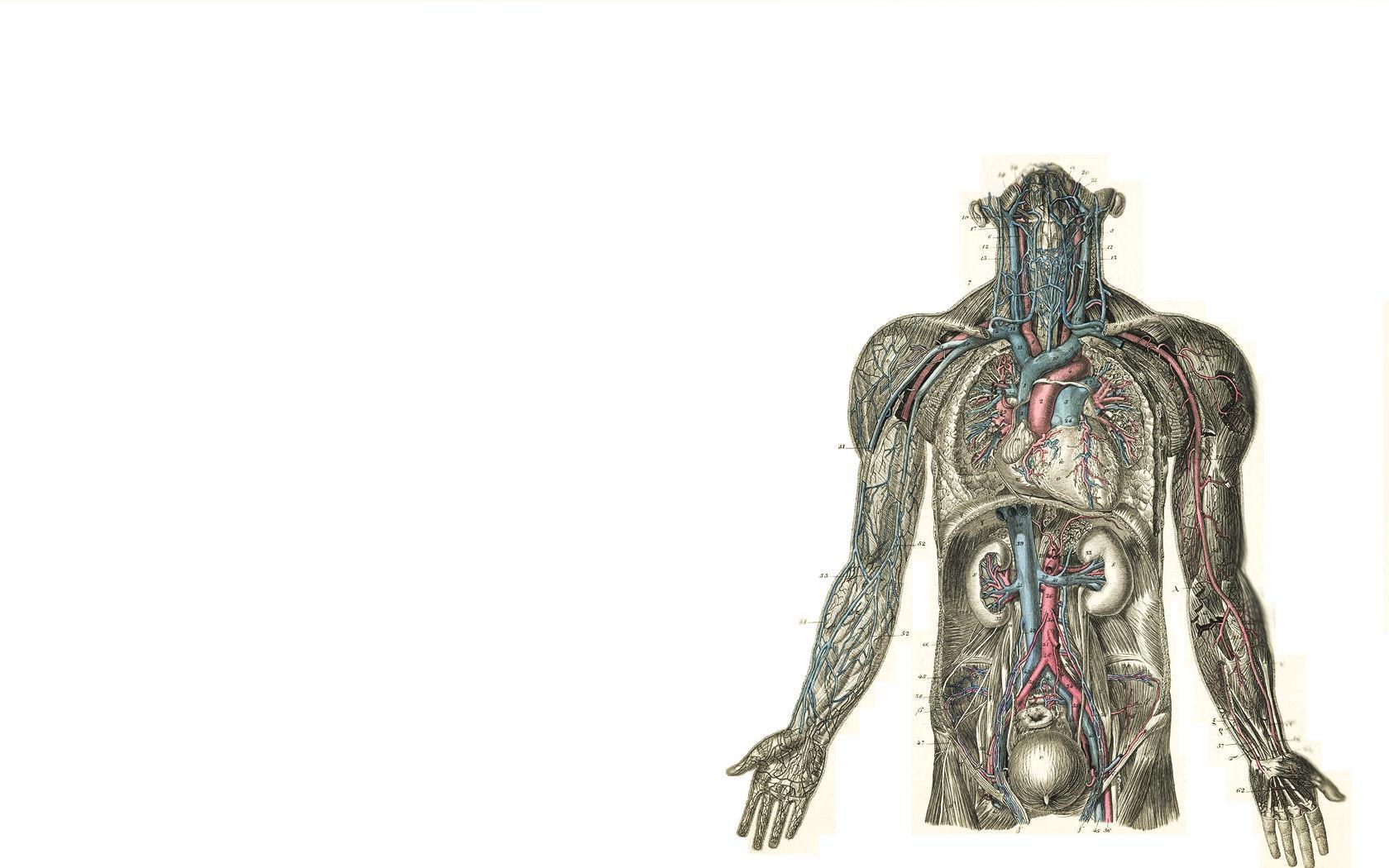 Human circulatory system diagram