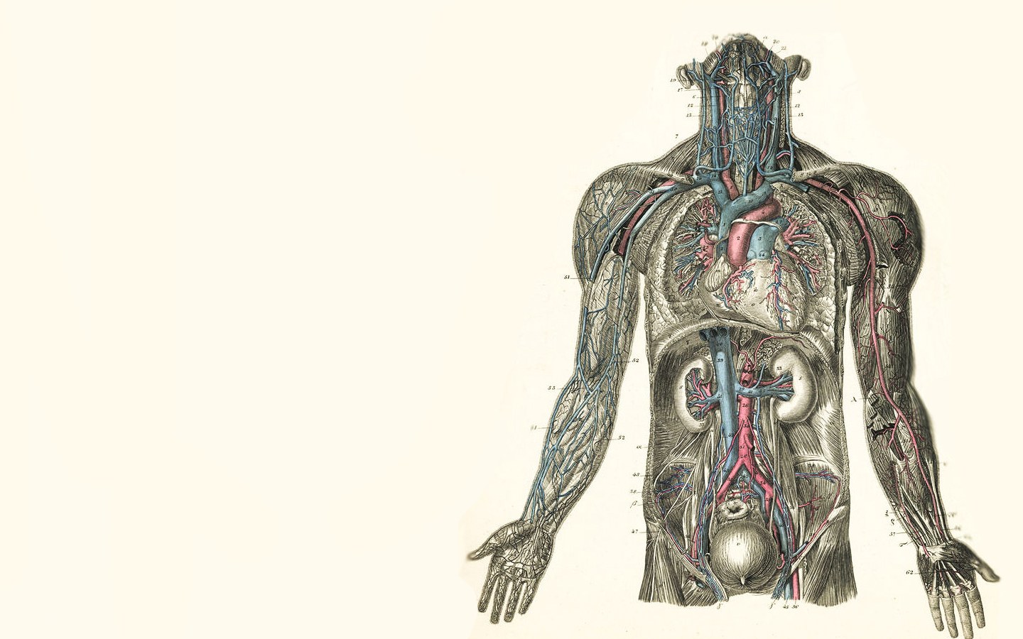 human circulatory system diagram