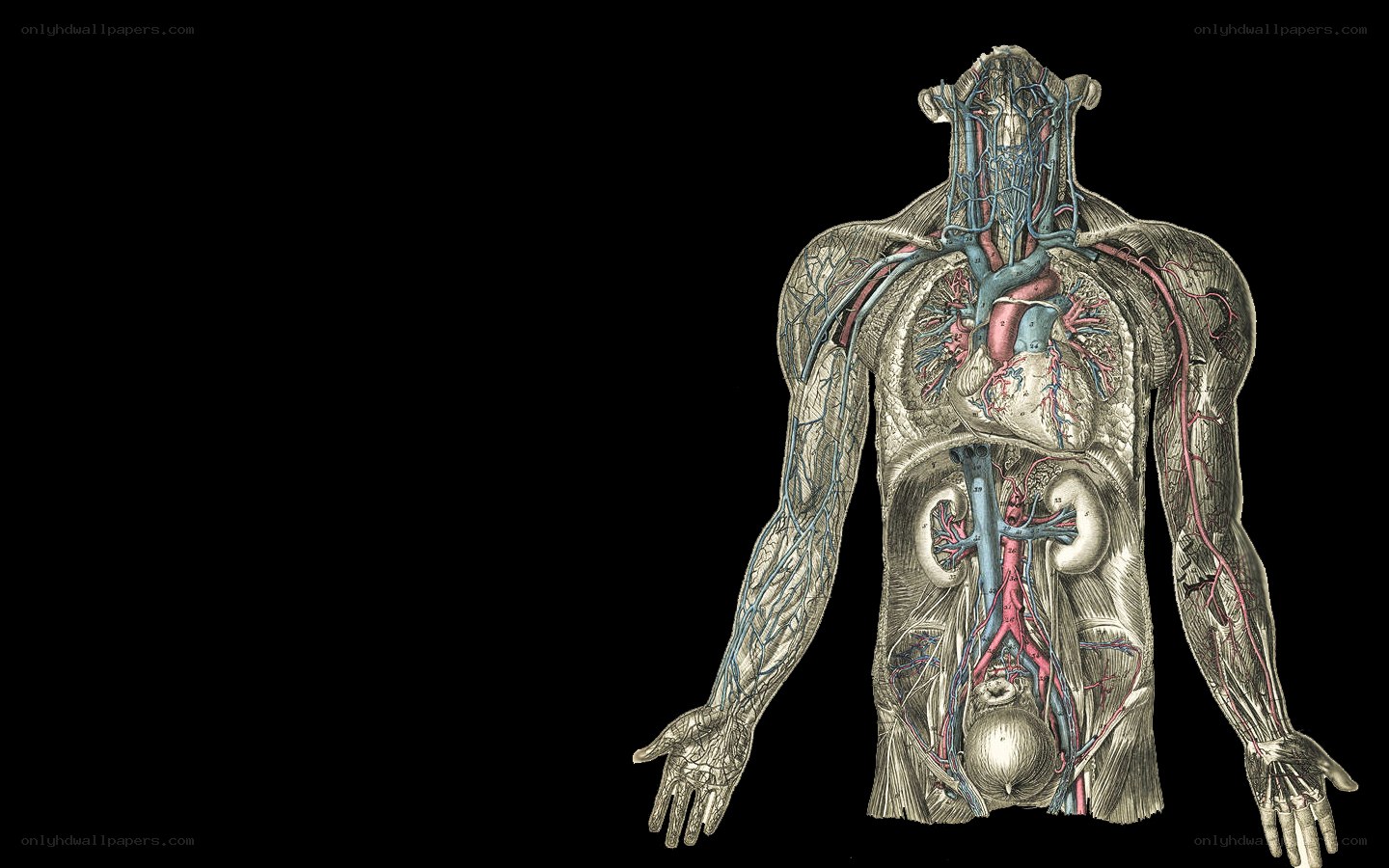 Human circulatory system diagram