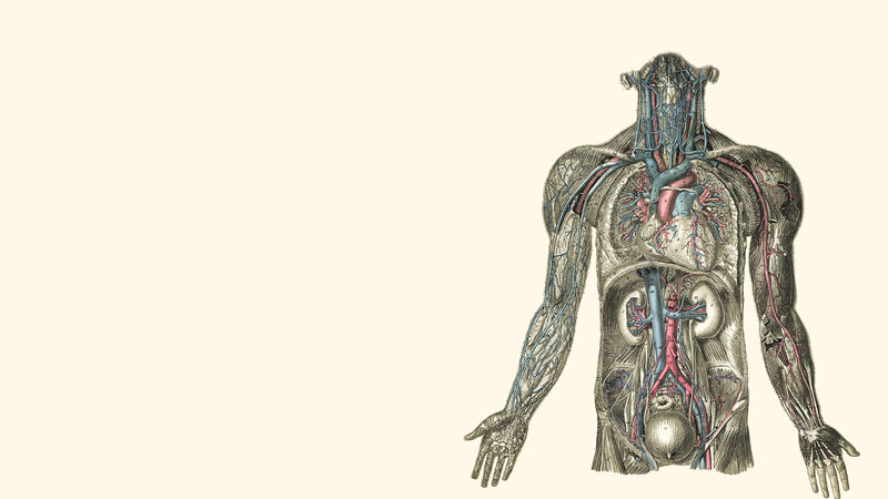 Human circulatory system diagram