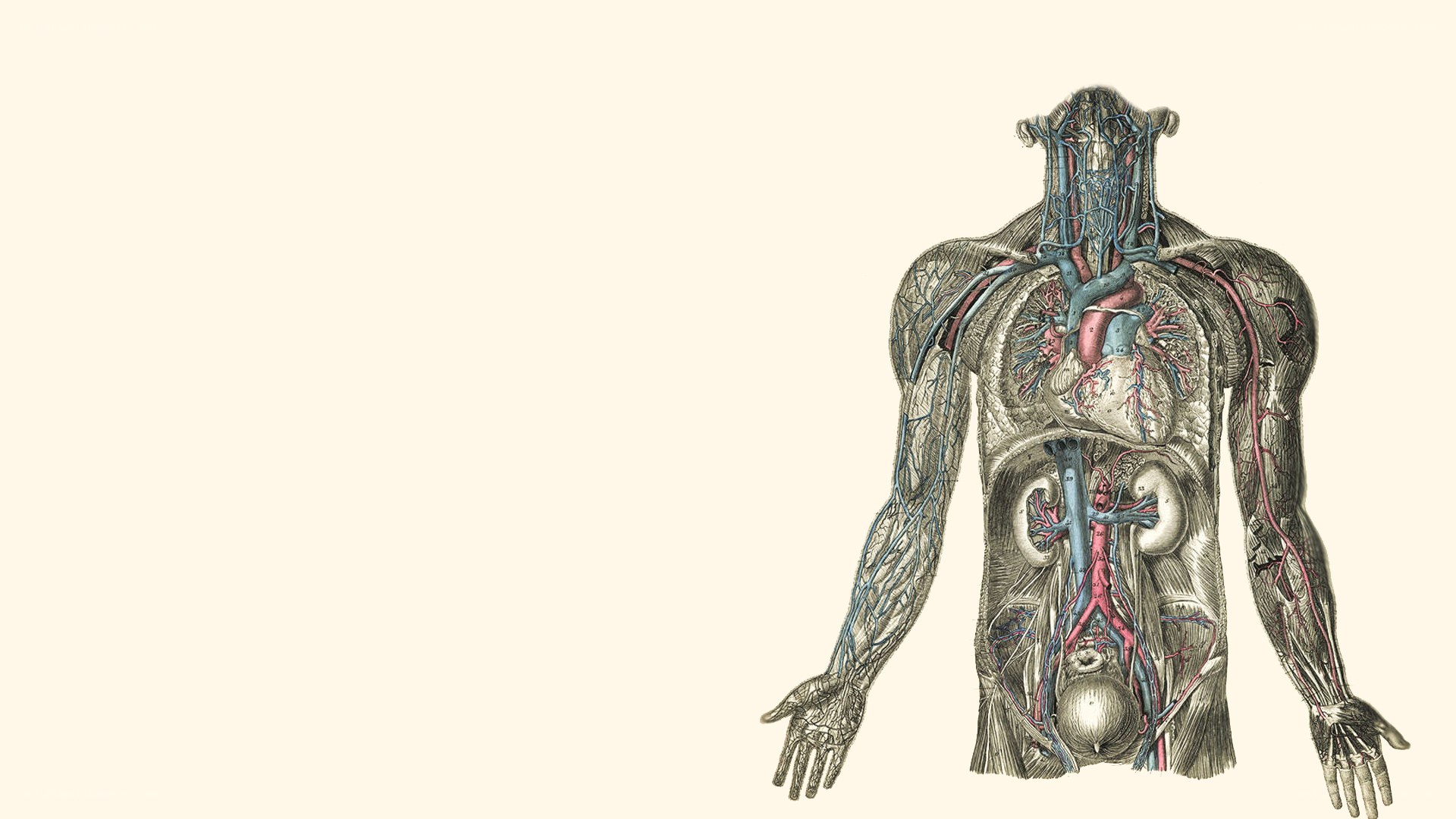 Human circulatory system diagram