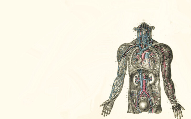 human circulatory system diagram