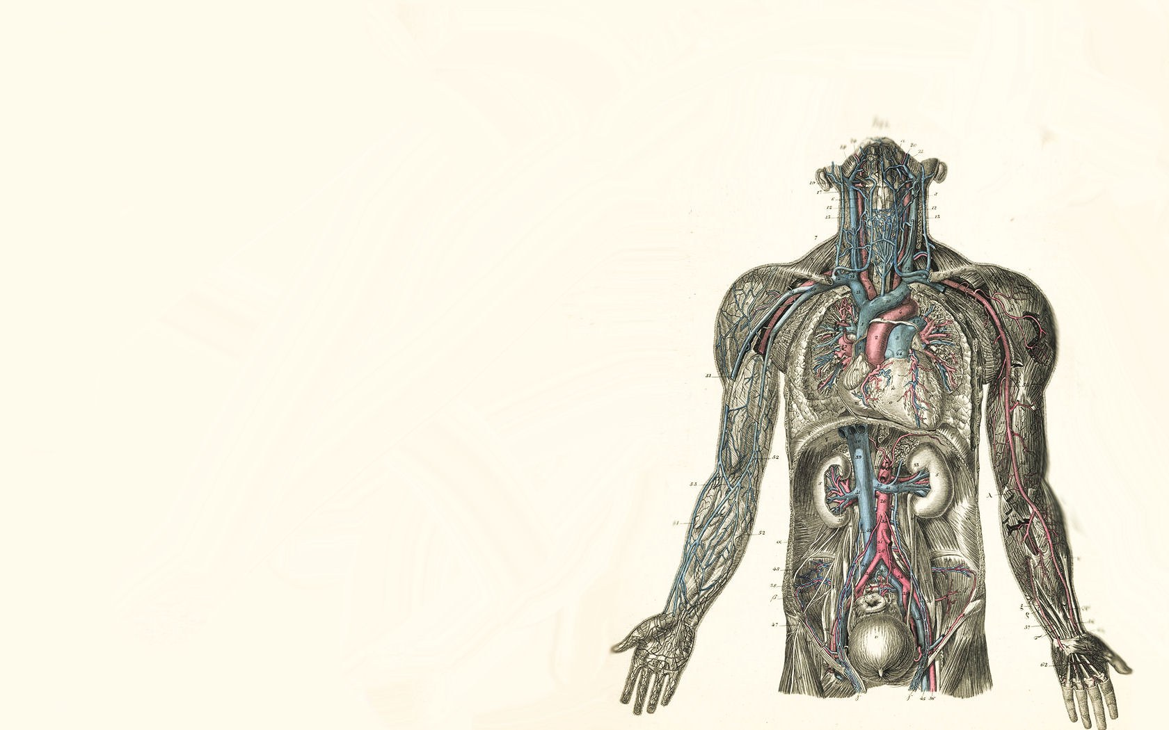 human circulatory system diagram