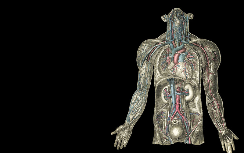 Human Circulatory System — Red, Clinical, Illustration