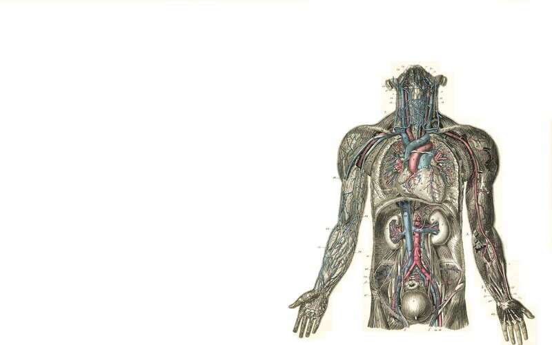 Human Circulatory System — Red, Clinical