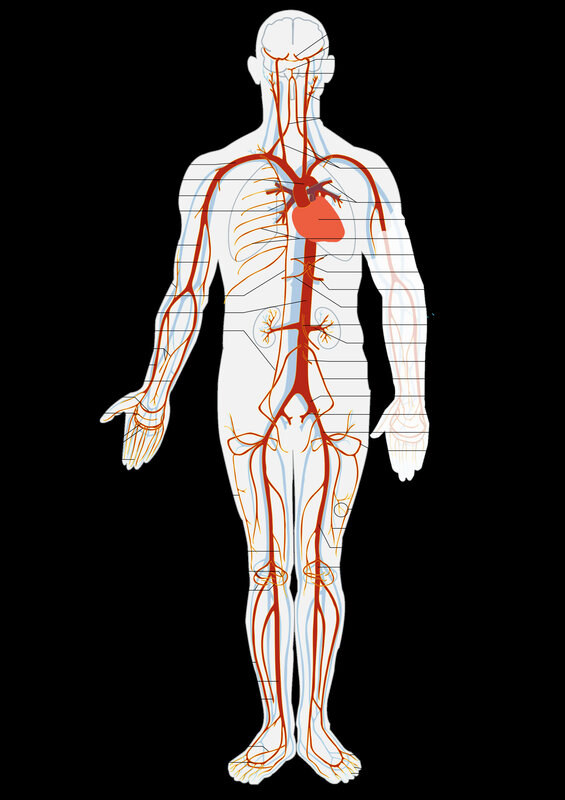 Human circulatory system
