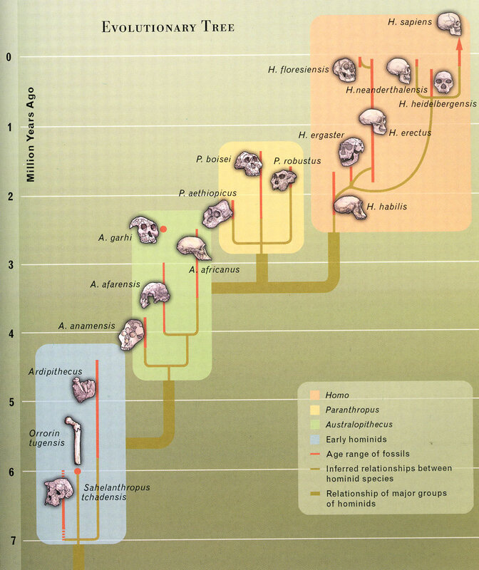 Human Evolutionary Tree