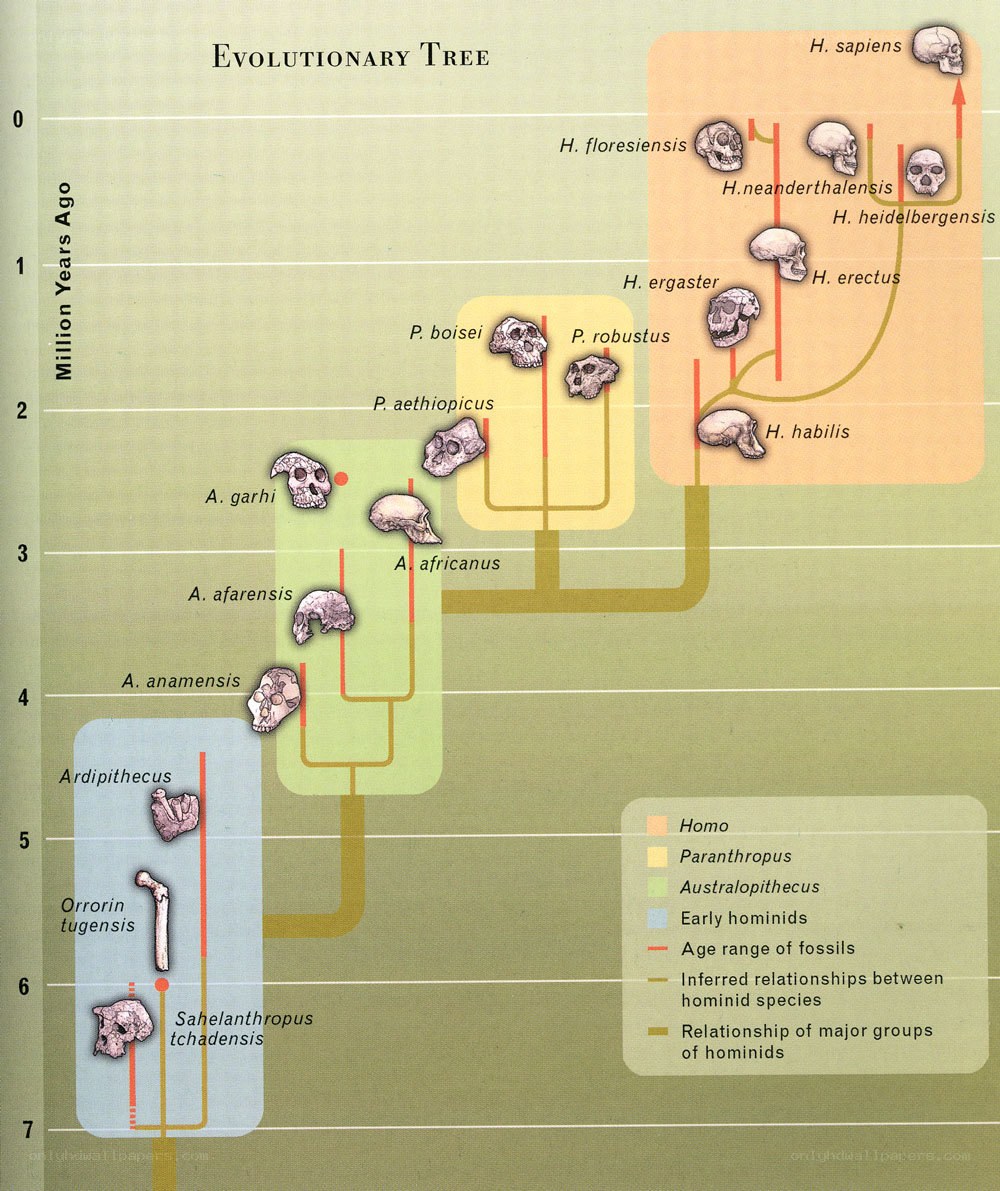 Human Evolutionary Tree