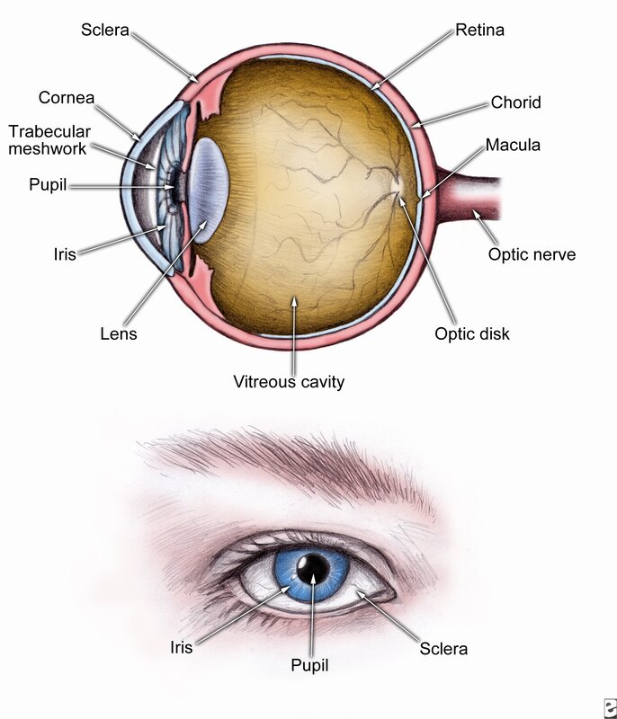Human Eye Anatomy Diagram