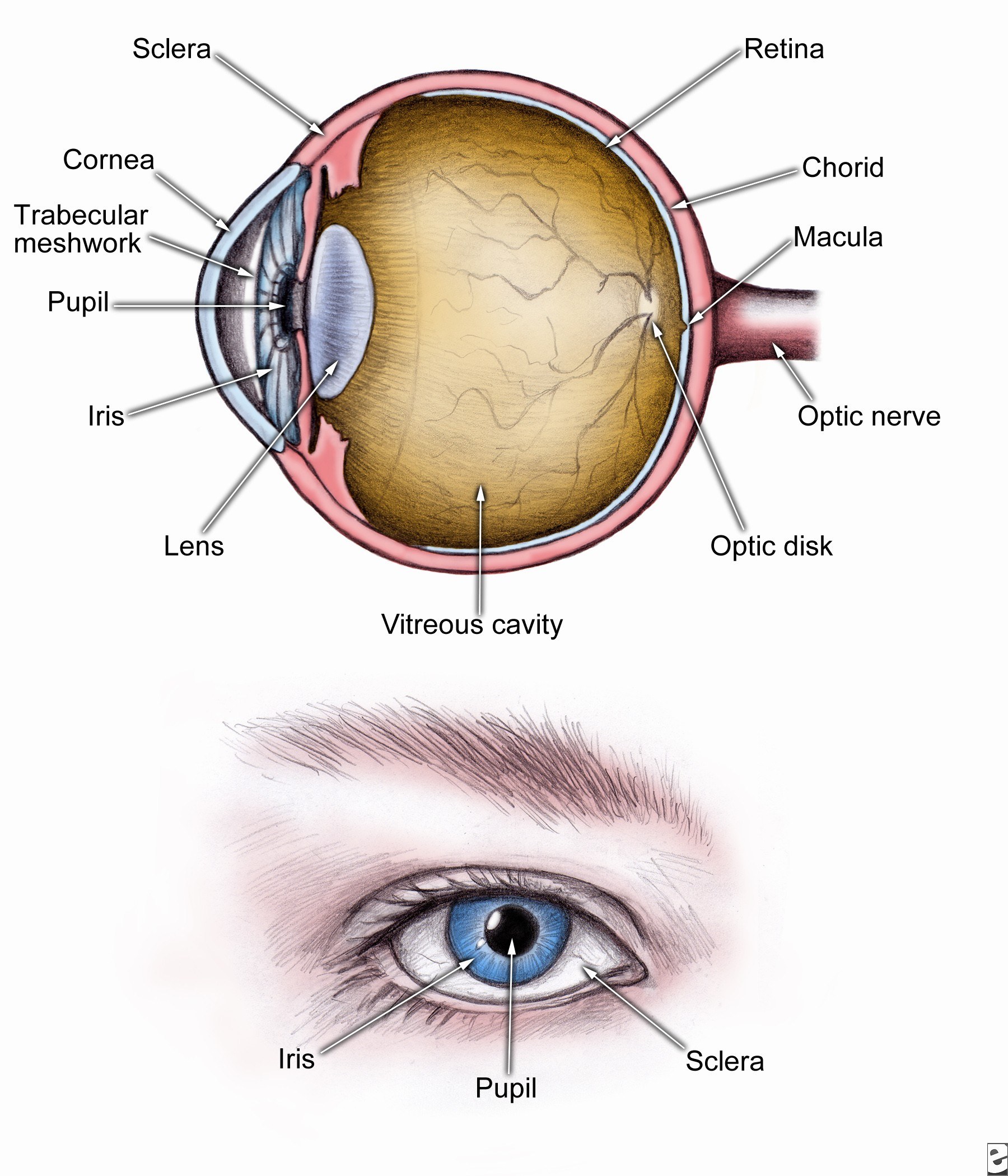 Human Eye Anatomy Diagram