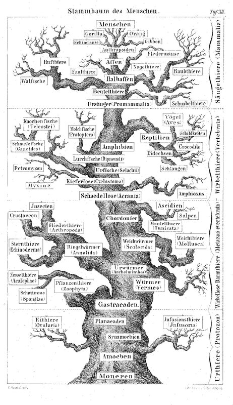 Human Family Tree Diagram