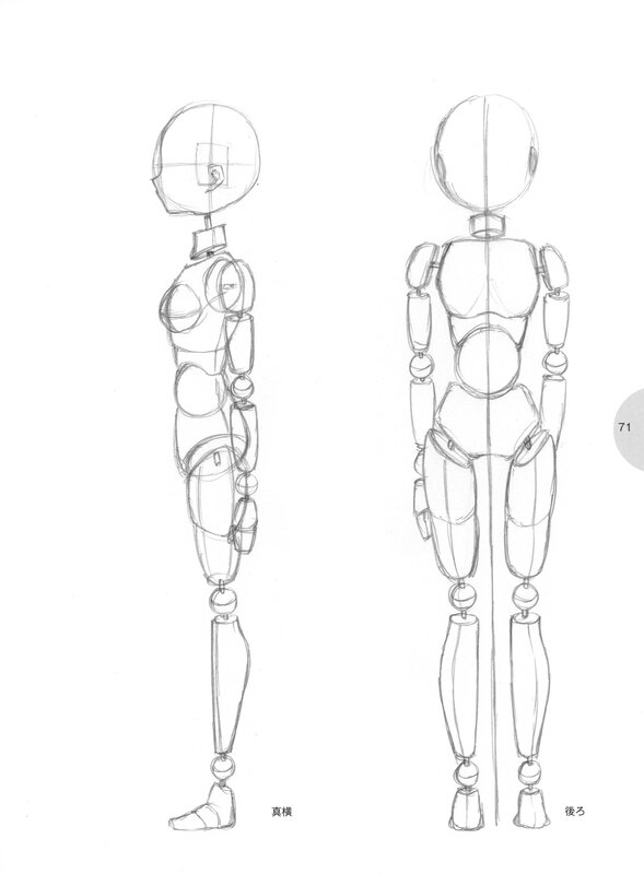 Human figure anatomy study