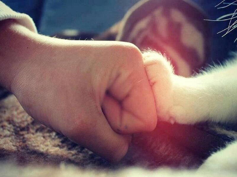 Human Hand and Cat Paw