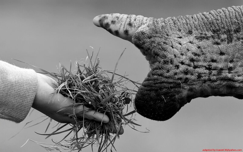 Human Hand Feeding Elephant