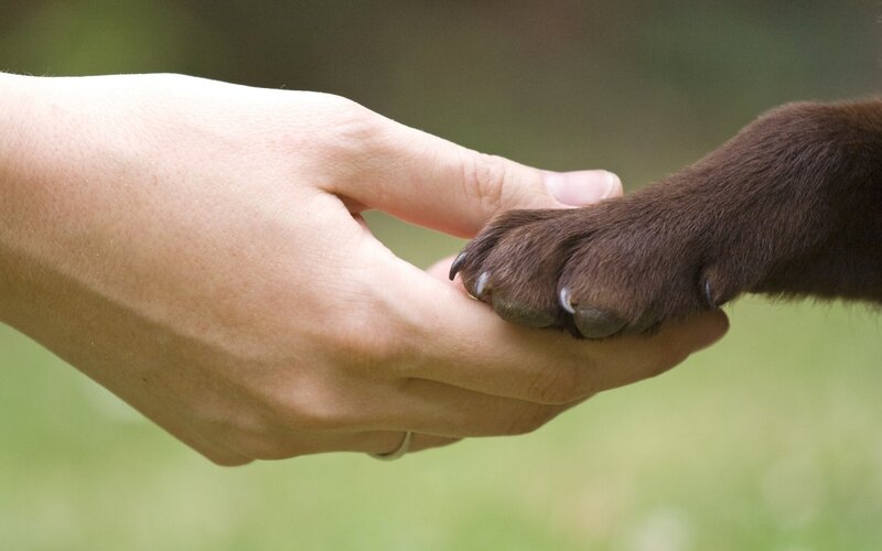 Human Hand Holding Dog Paw