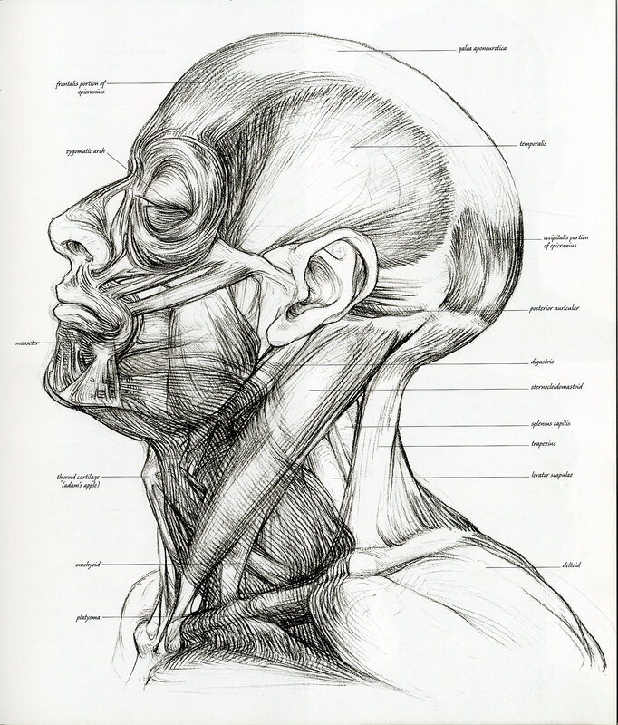Human head and neck anatomy
