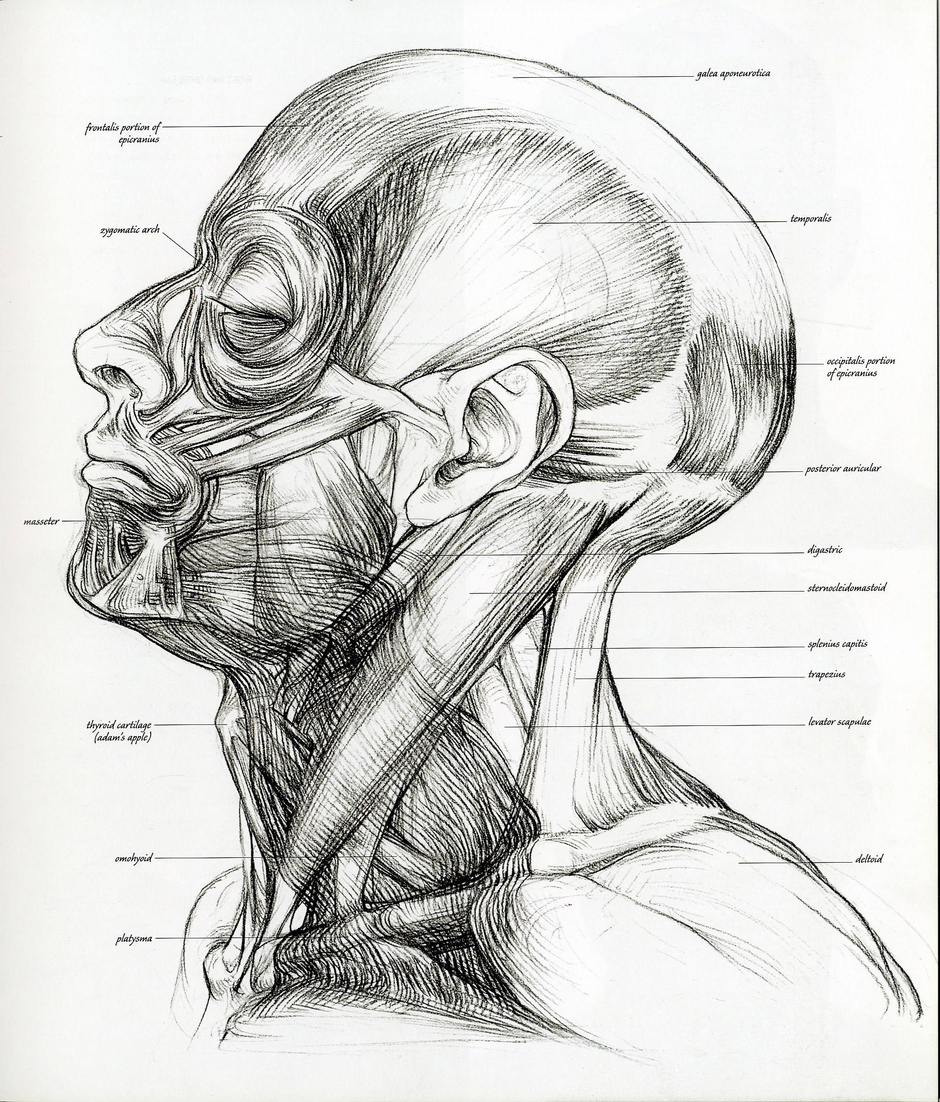 Human head and neck anatomy