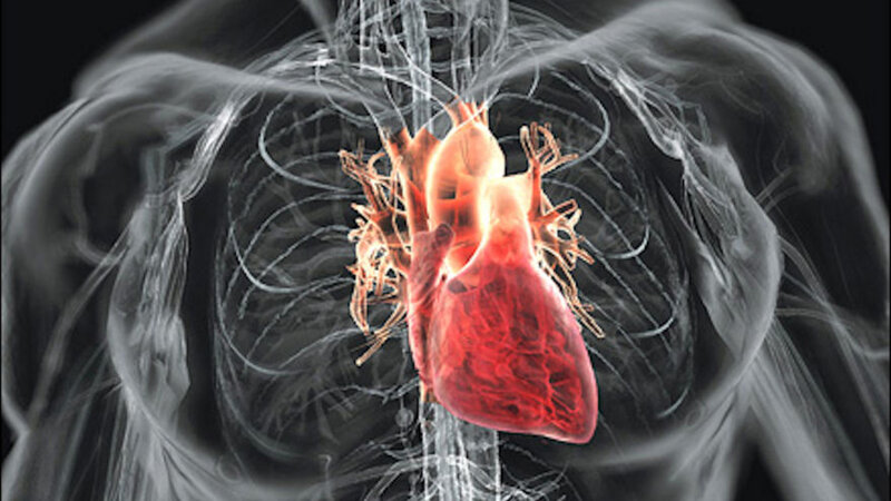 Human heart anatomy