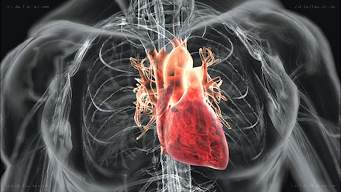 Human heart anatomy