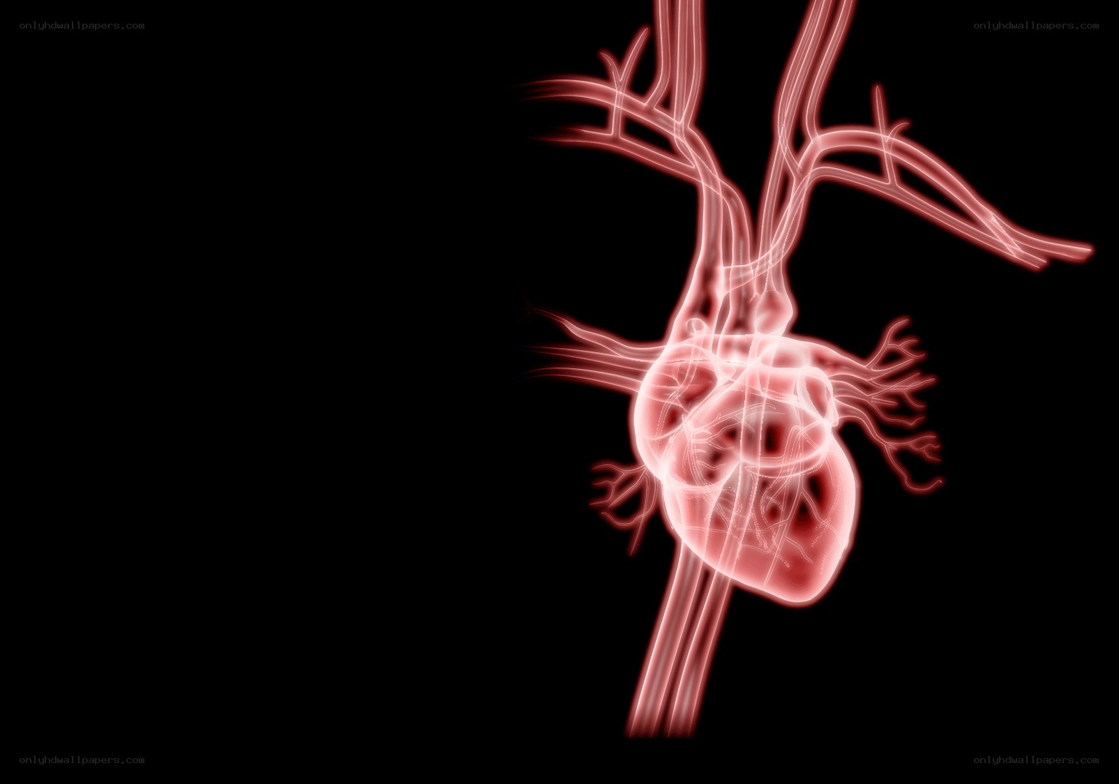 Human heart anatomy