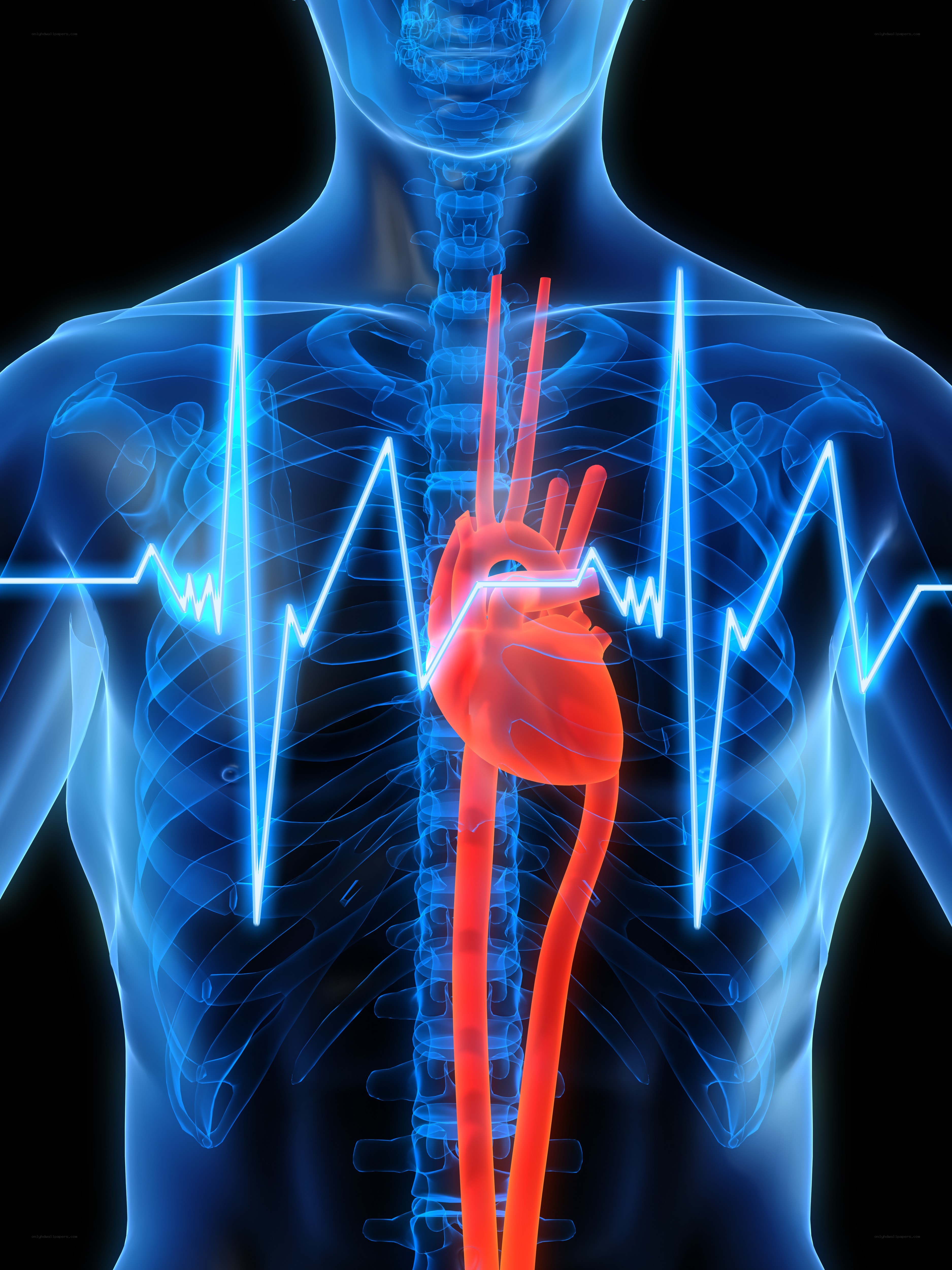 Human heart and circulatory system
