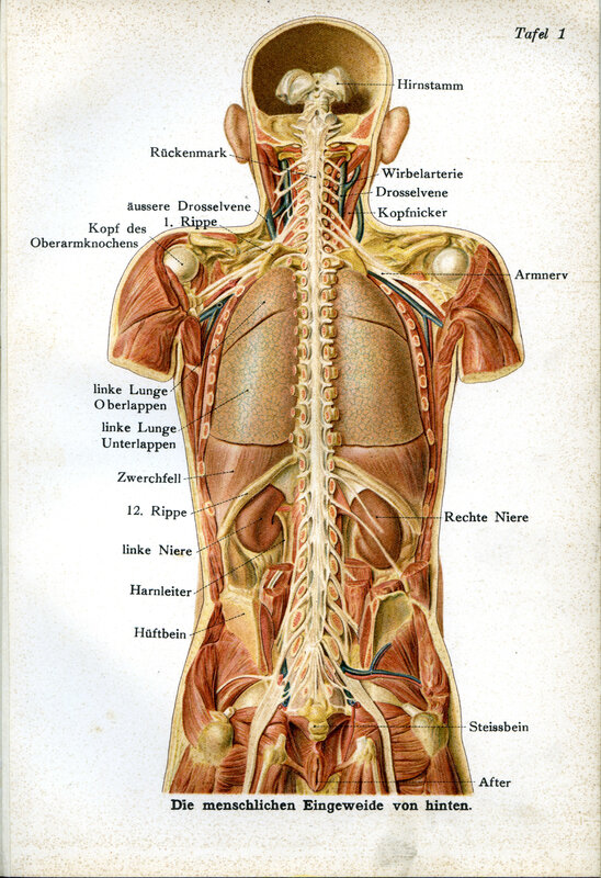Human internal anatomy diagram