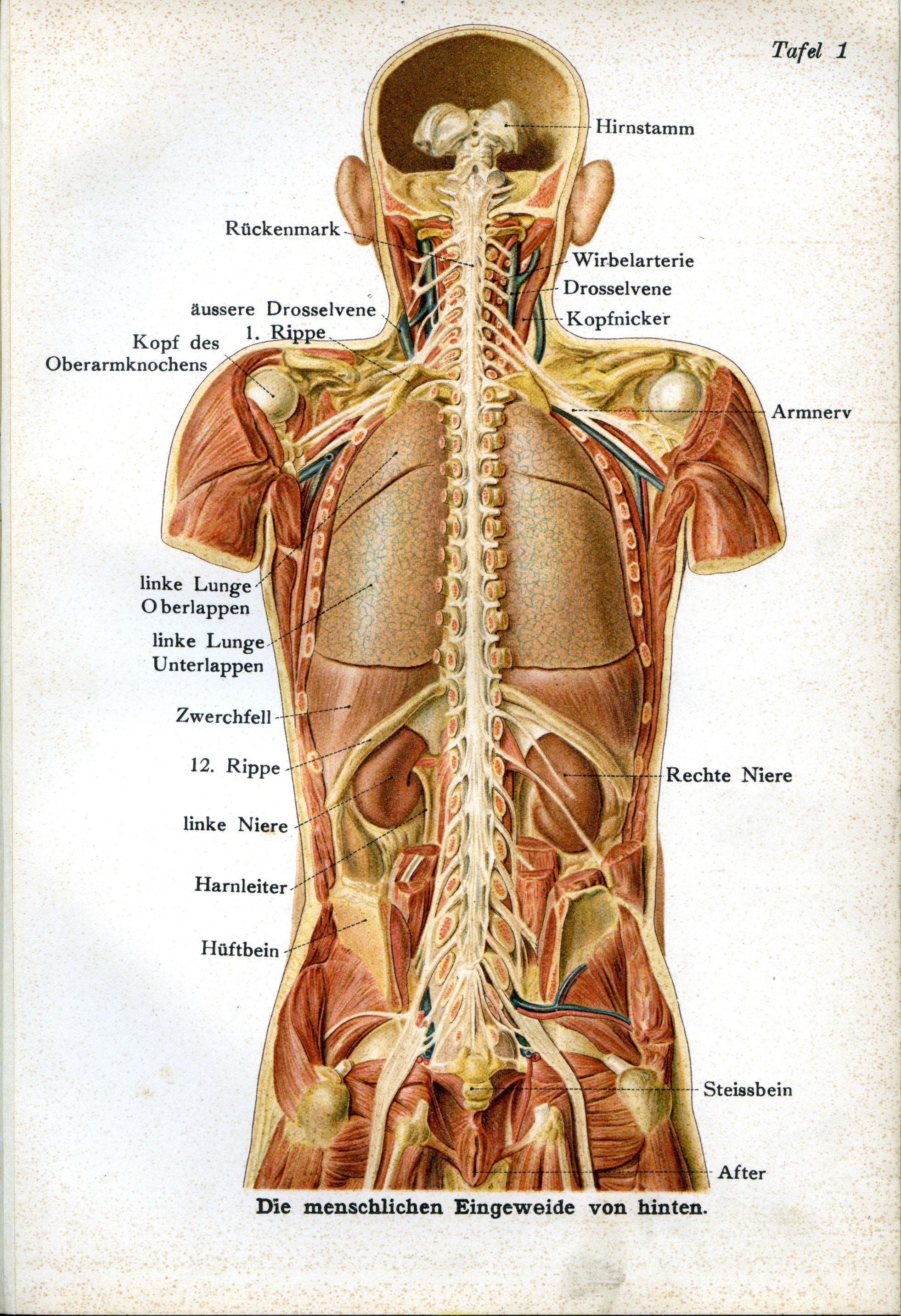 Human internal anatomy diagram