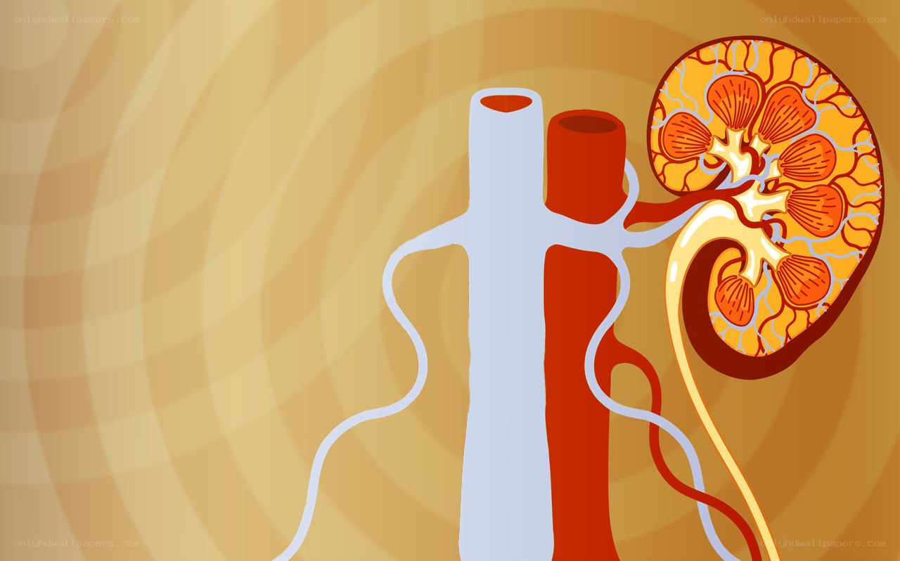 Human kidney anatomy diagram