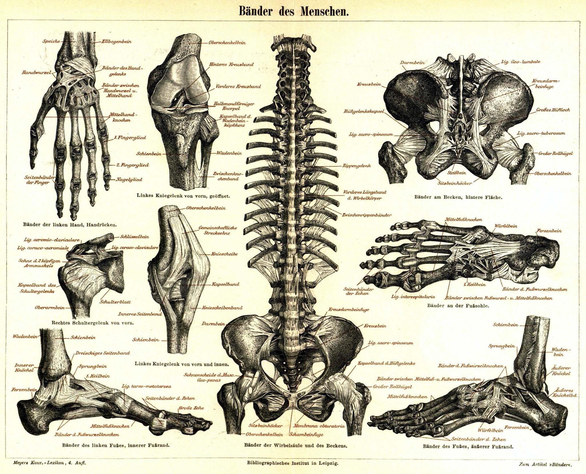 Human Ligaments Anatomy Chart
