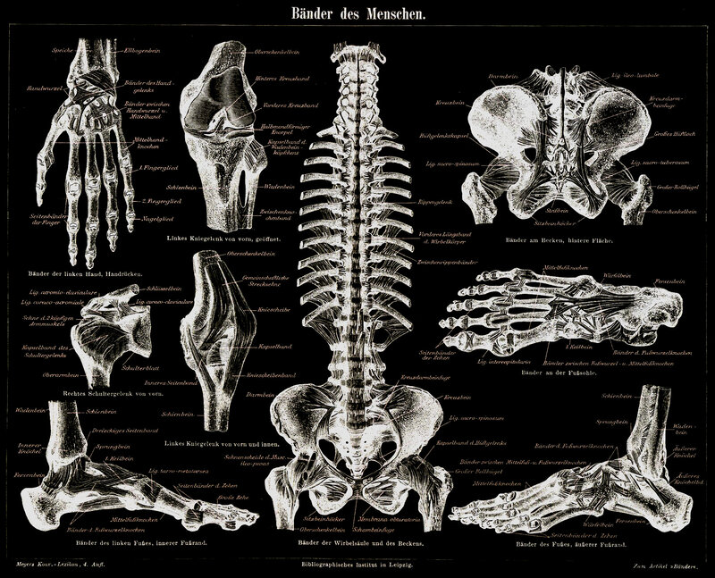 Human Ligaments Anatomy Chart