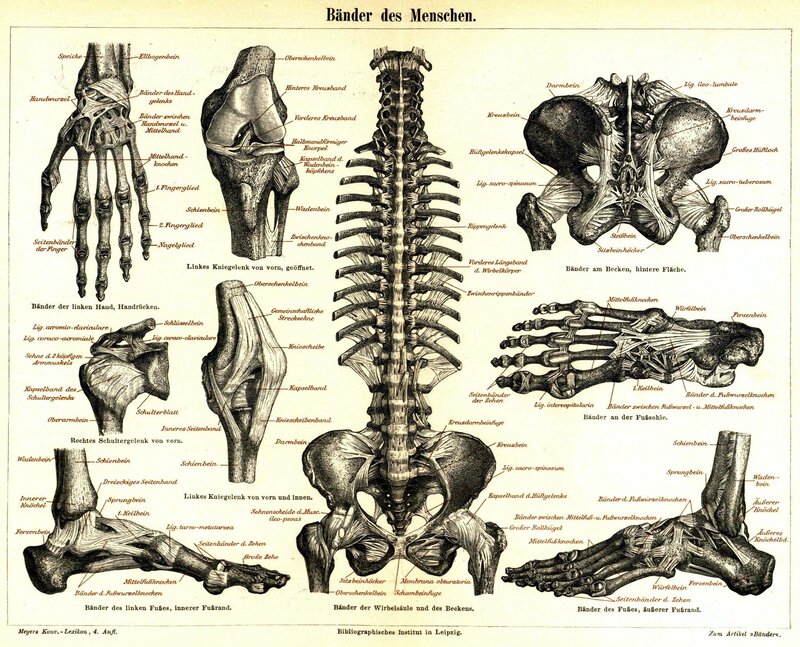 Human Ligaments Anatomy Chart