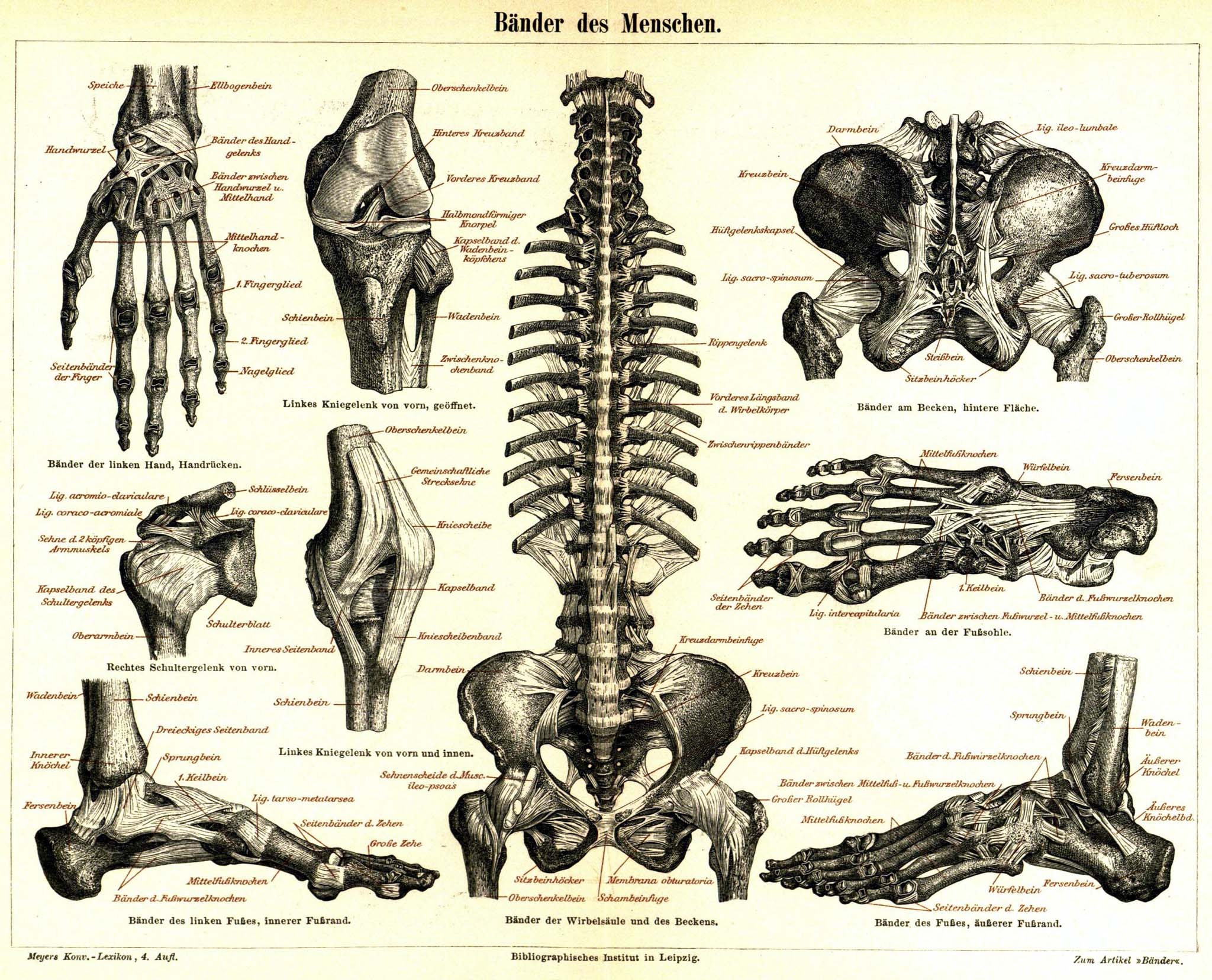 Human Ligaments Anatomy Chart
