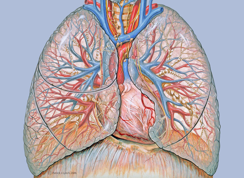 Human lungs and heart anatomy