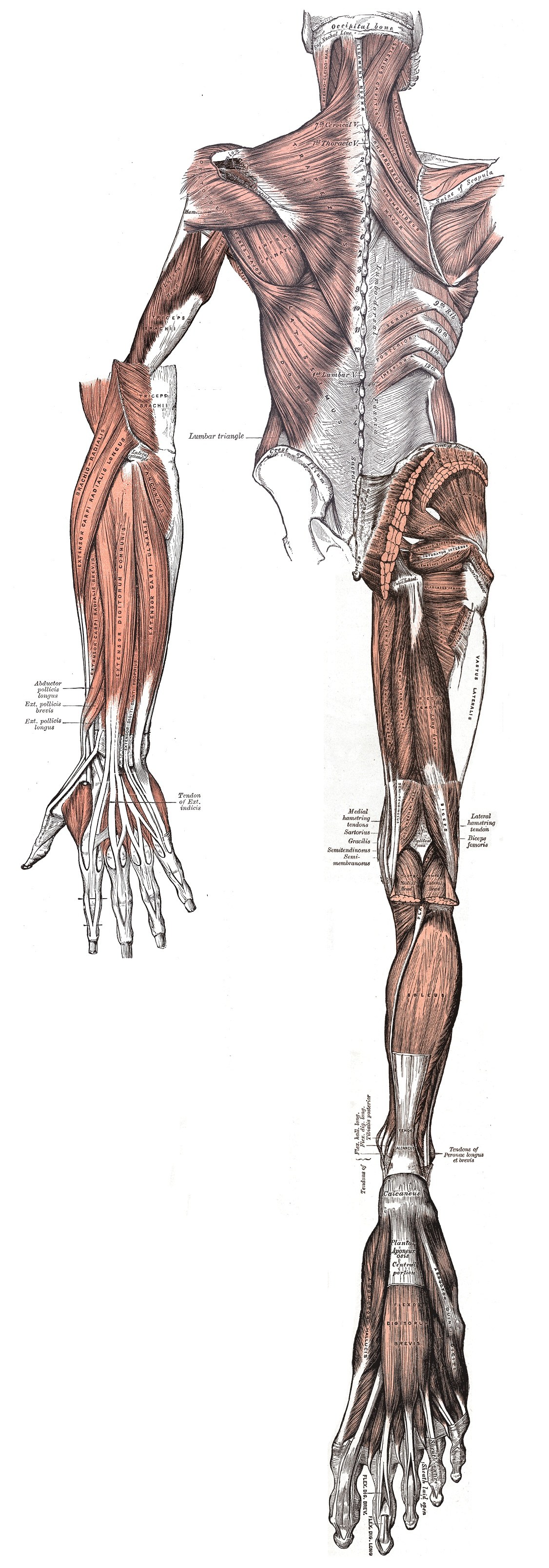 Human muscular system anatomy