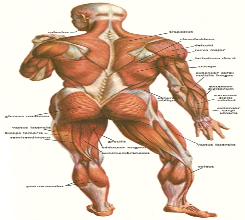 human muscular system diagram