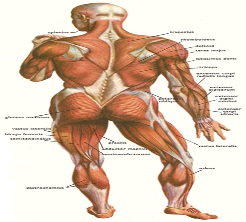 Human Muscular System — Red, Educational