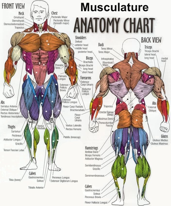 Human Musculature Anatomy Chart