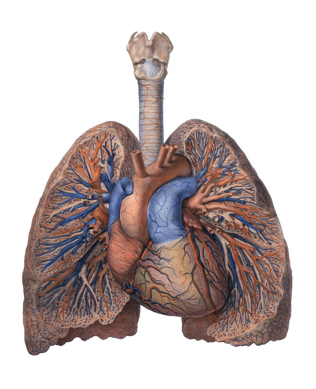 Human respiratory system