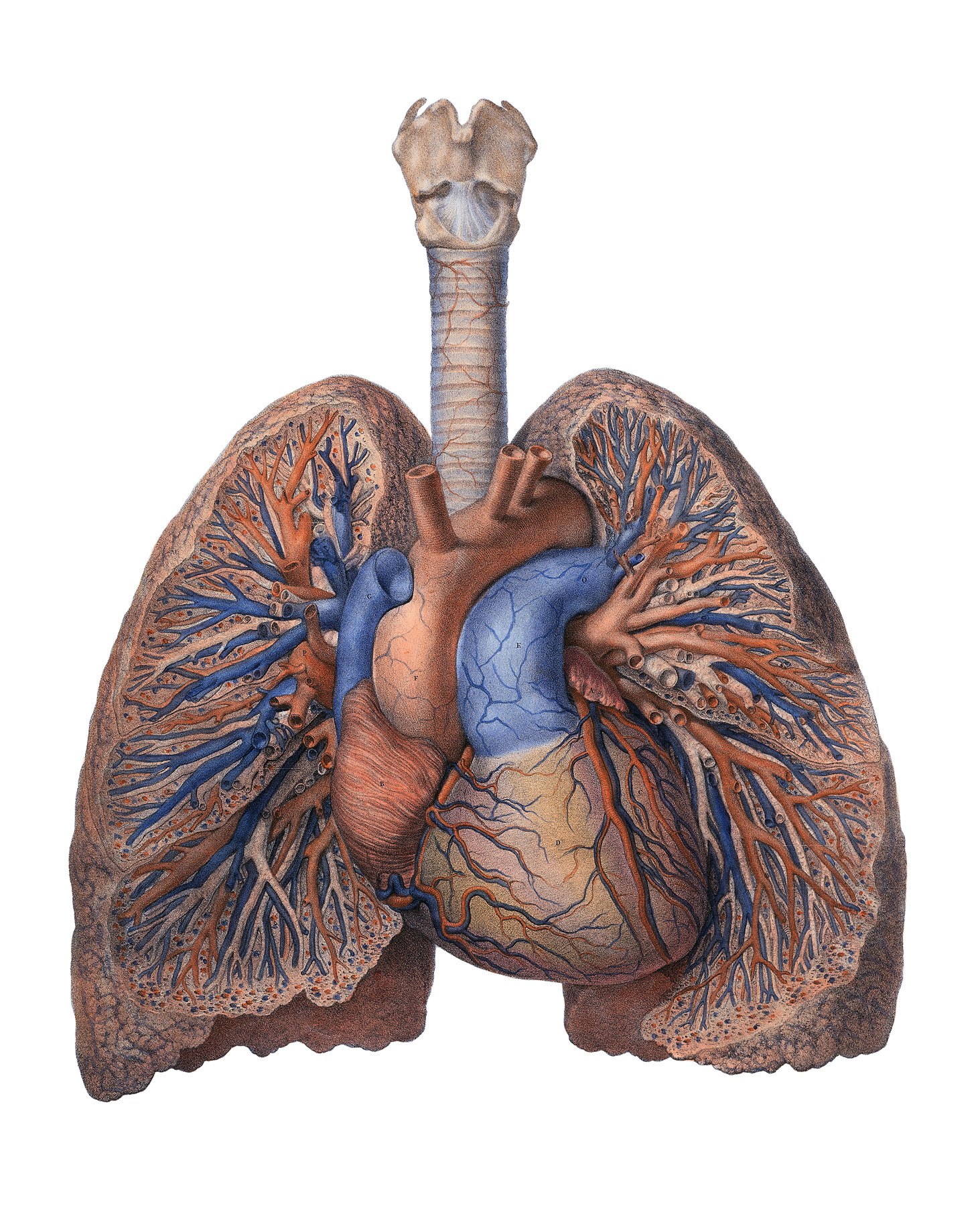 Human respiratory system