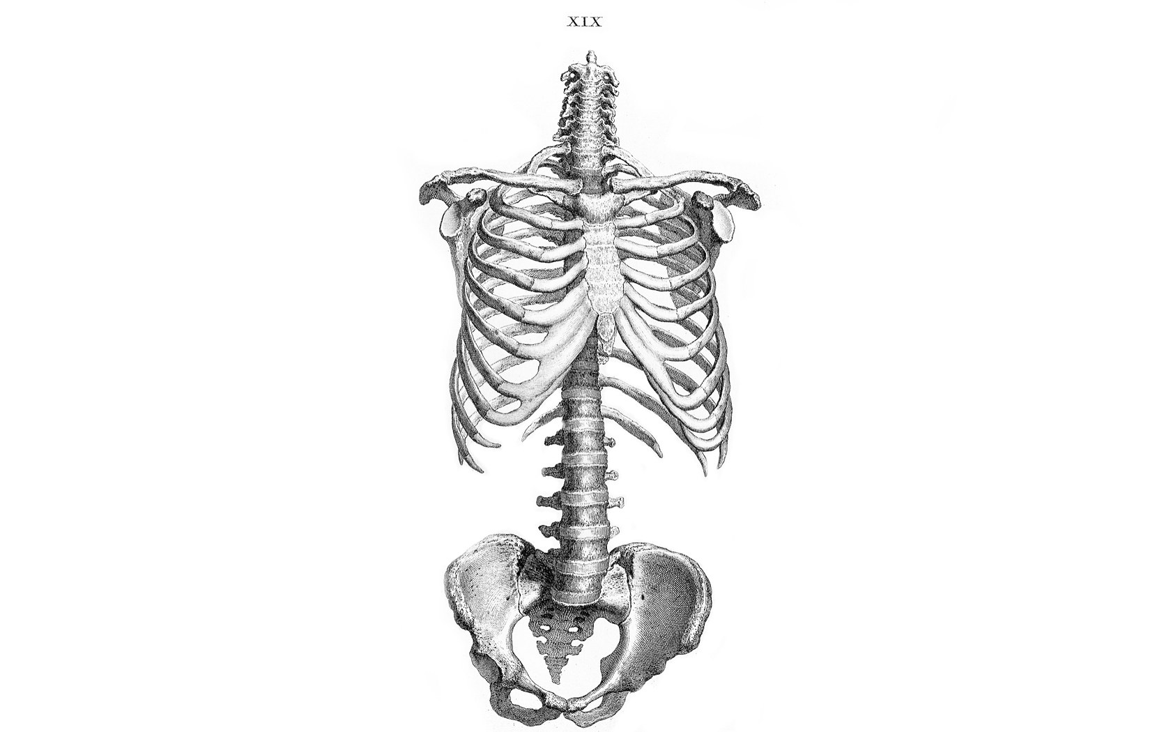 Human rib cage anatomy