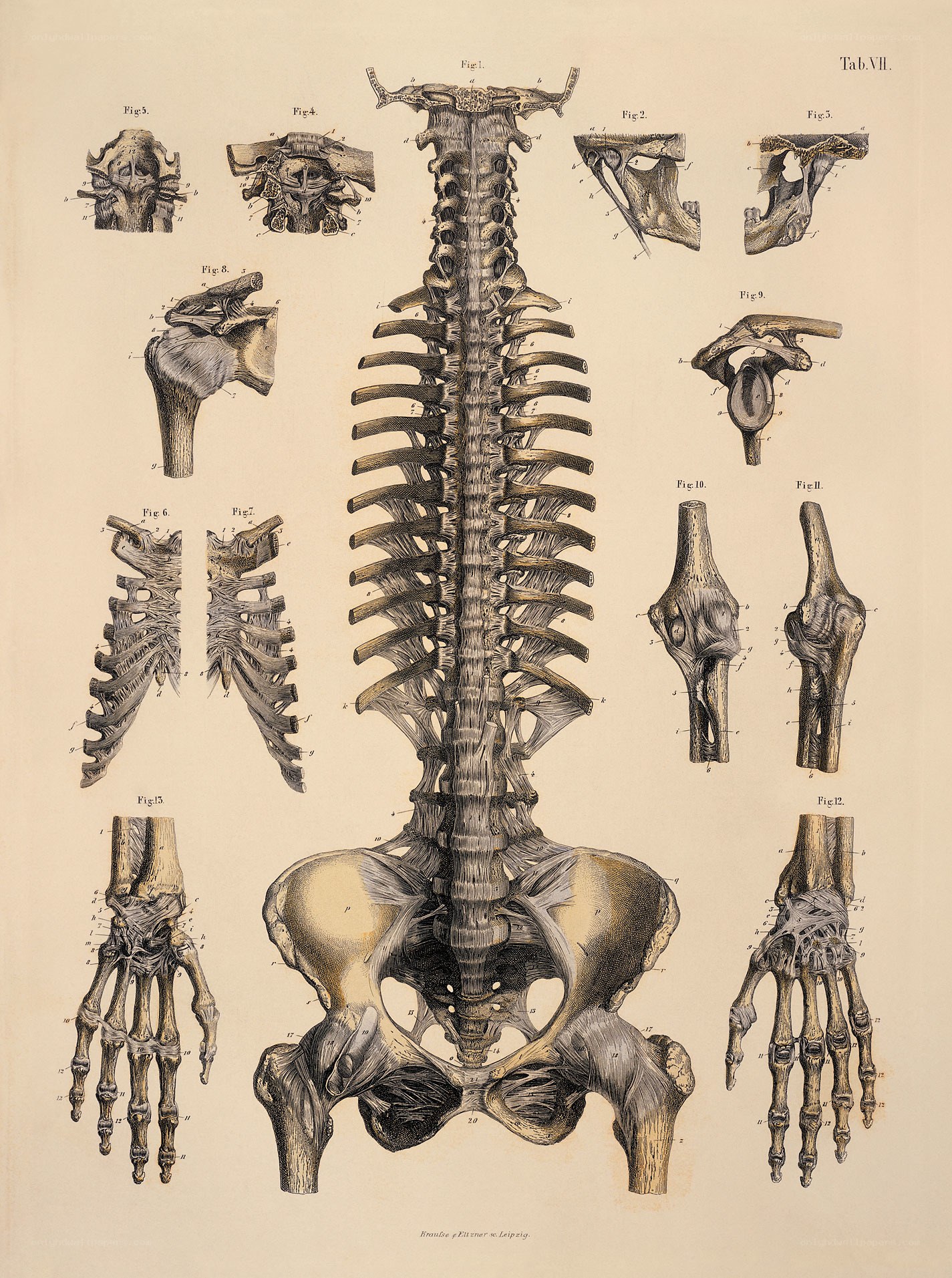 Human skeletal anatomy chart