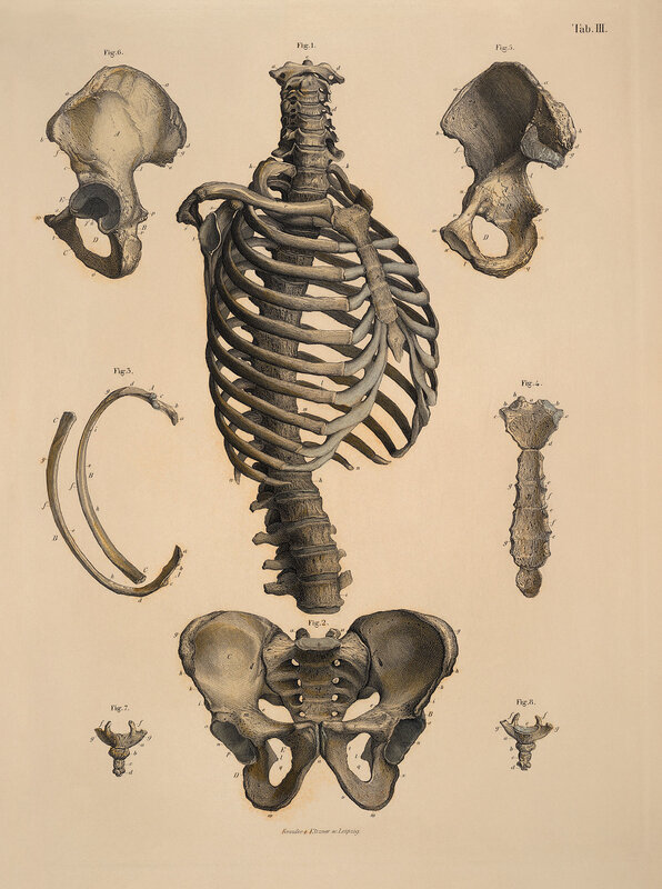 Human skeletal anatomy diagram