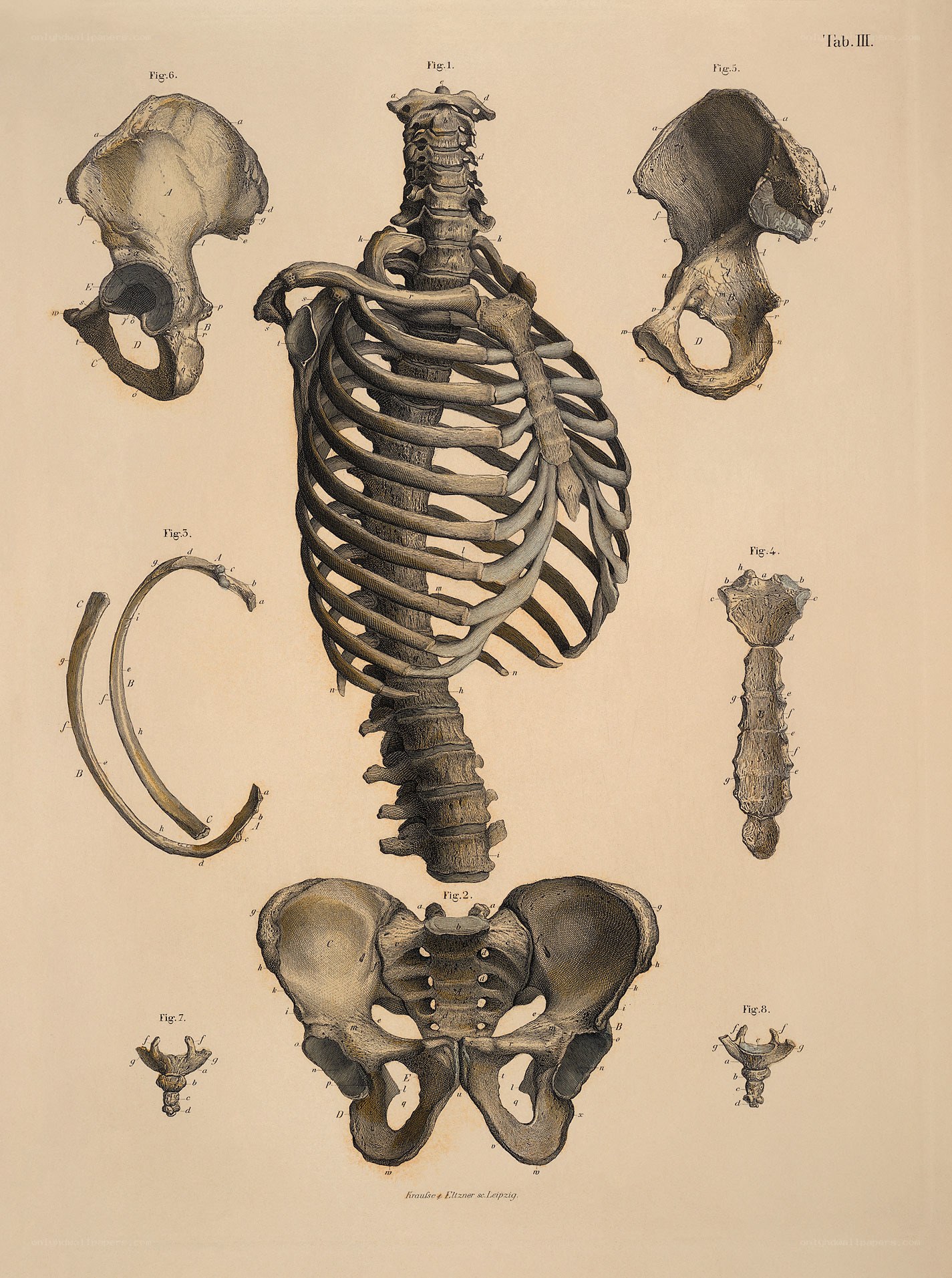 Human skeletal anatomy diagram