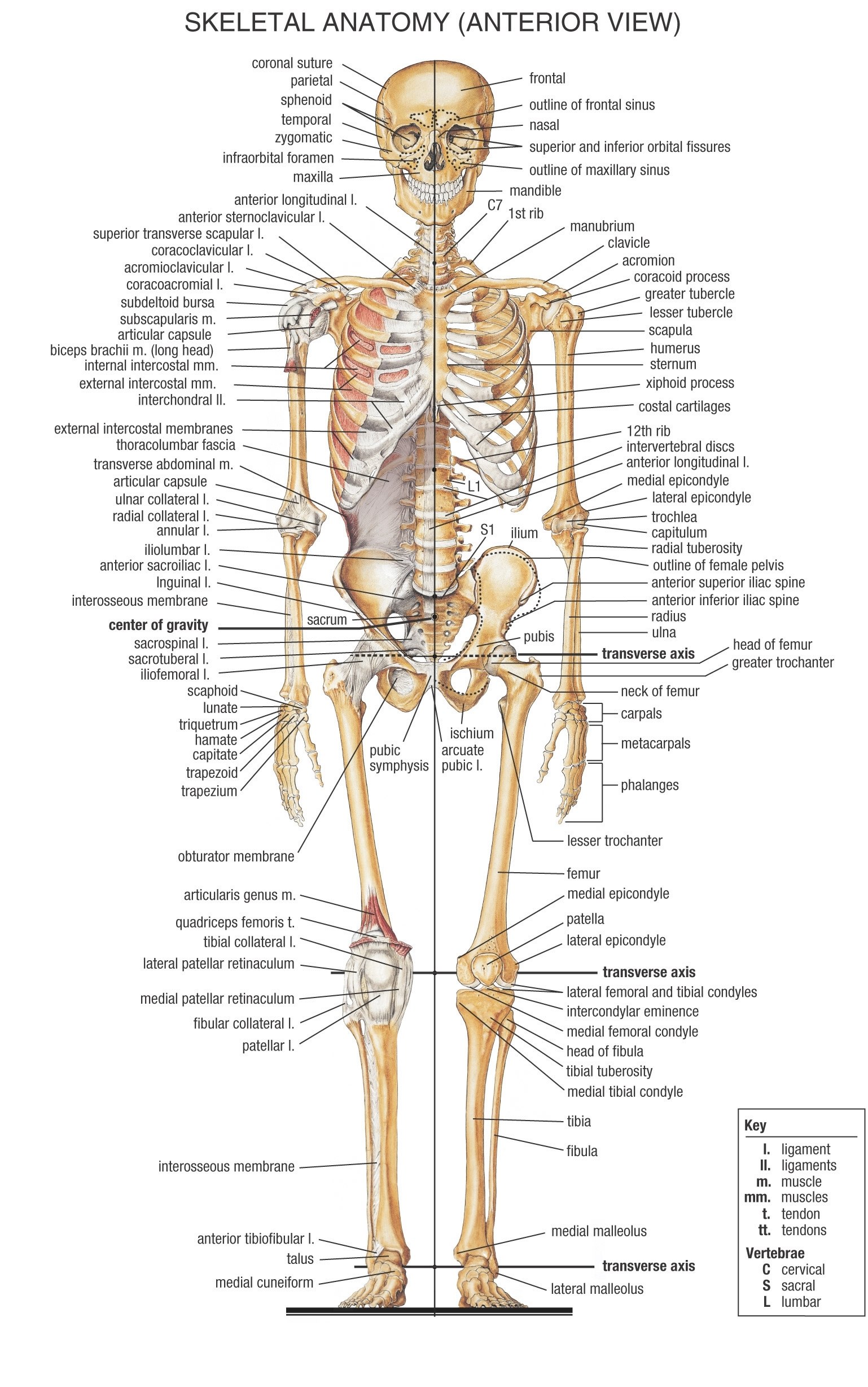 Human skeletal anatomy diagram