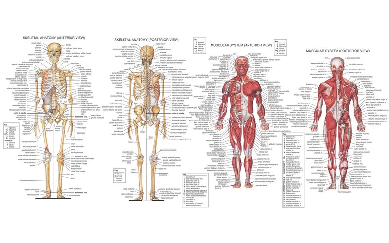 Human Skeletal and Muscular Systems