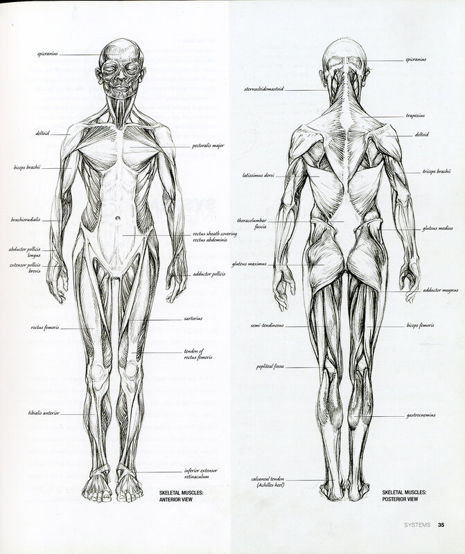 Human skeletal muscles anatomy